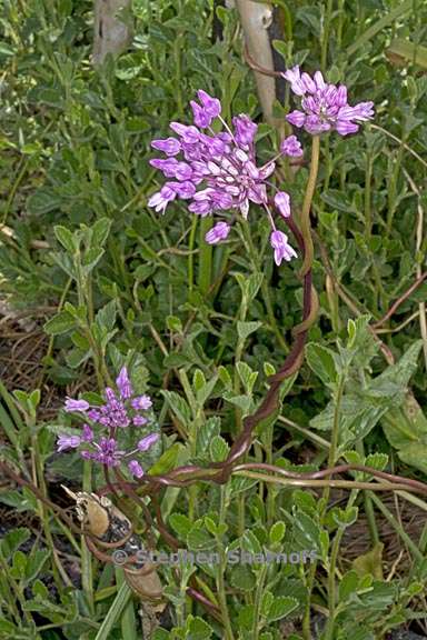 dichelostemma volubile 2 graphic